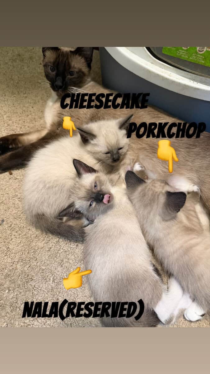 Snowshoe/ Siamese kittens born 12/29! image 2