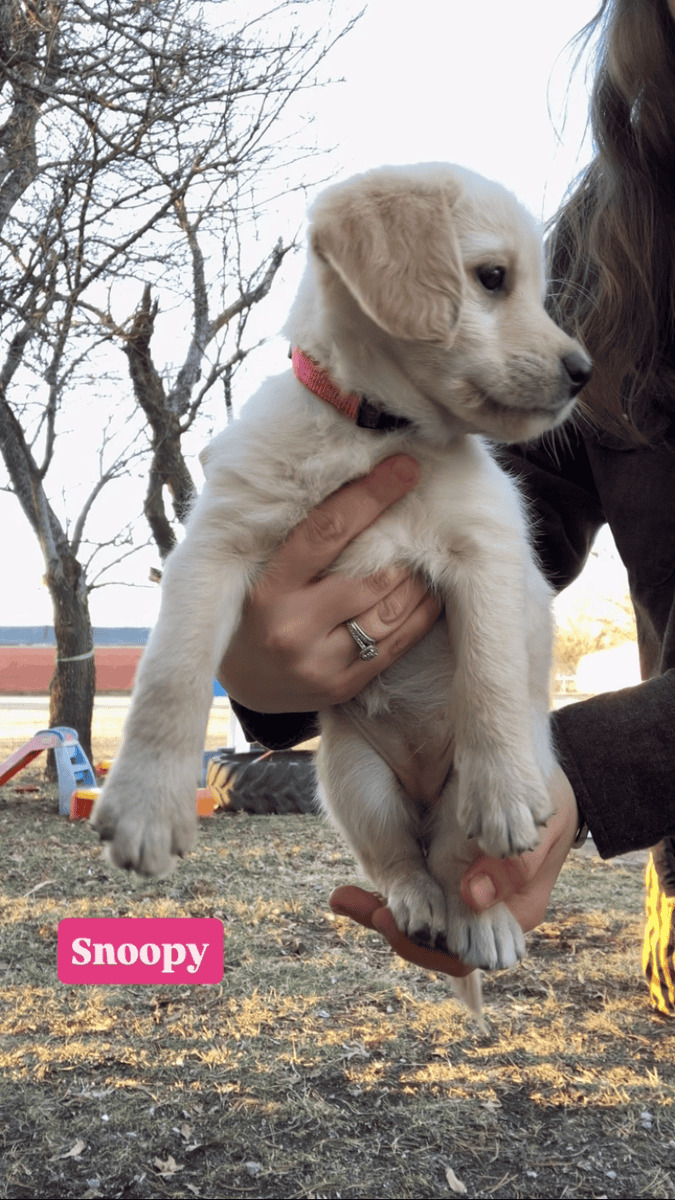 Kansas Labradoodles image 5