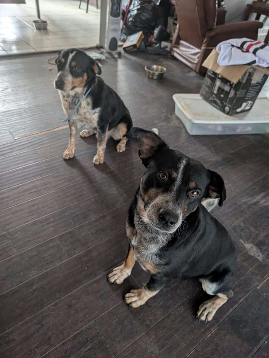 Boys need a new home or farm image 1