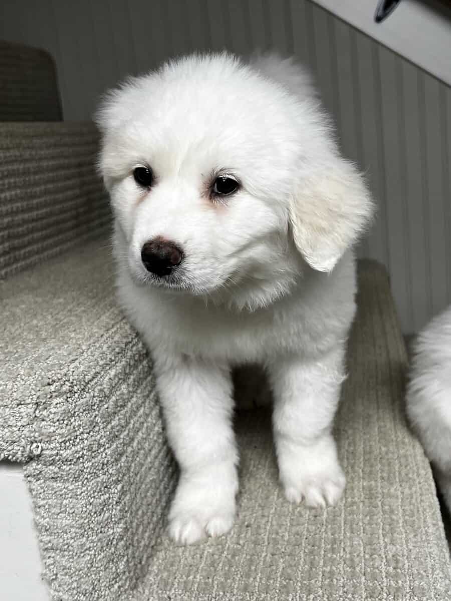 Great Pyrenees puppies image 2