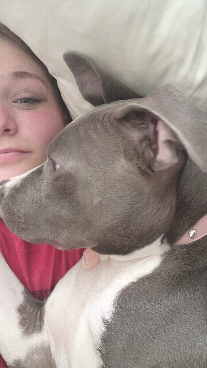 Blue Nose pit for sale image 2
