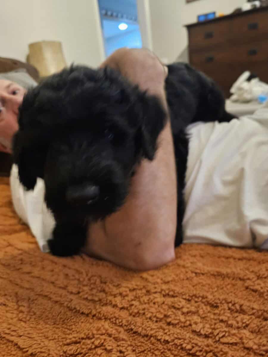 Black Russian Terriers Puppies image 4