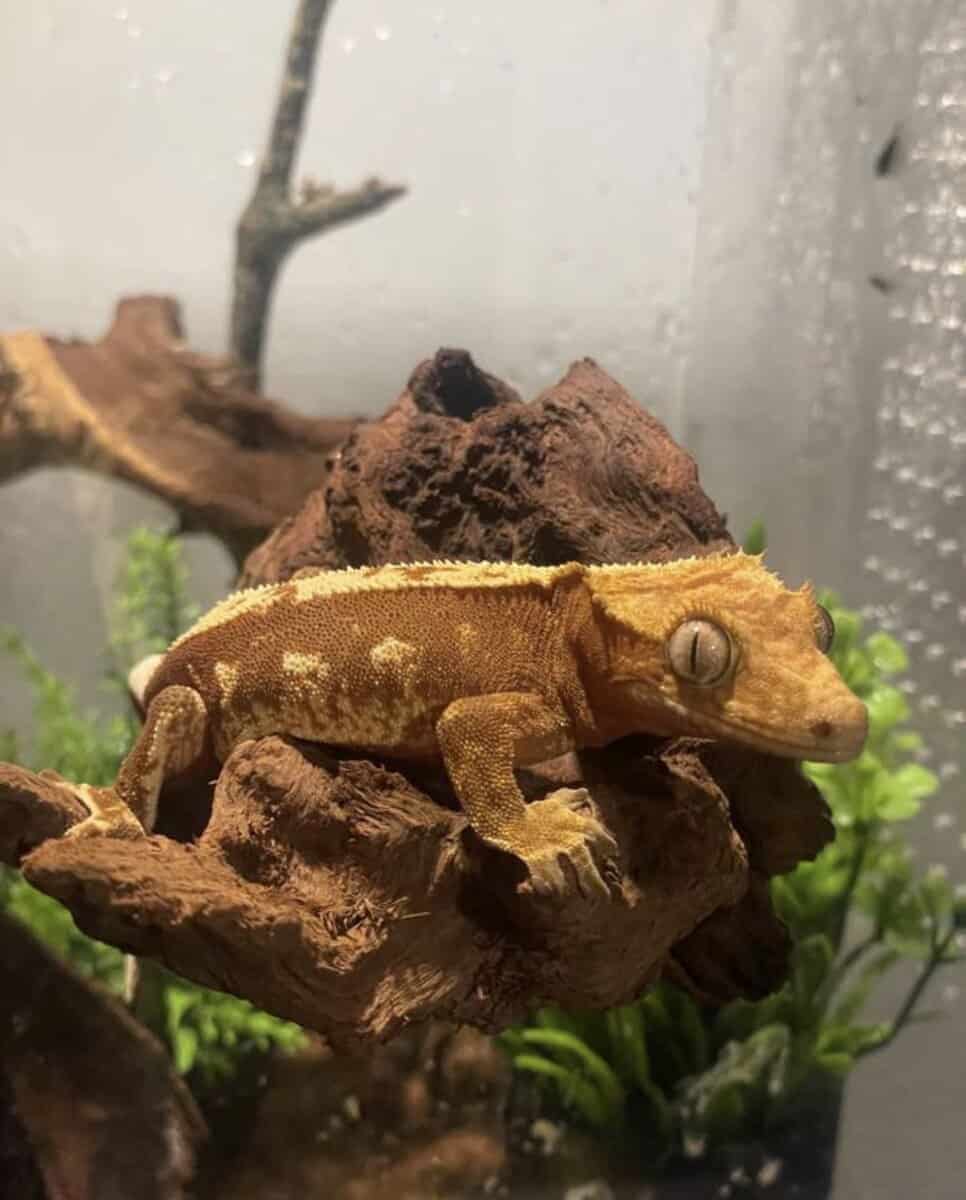 Red base male crested gecko image 1