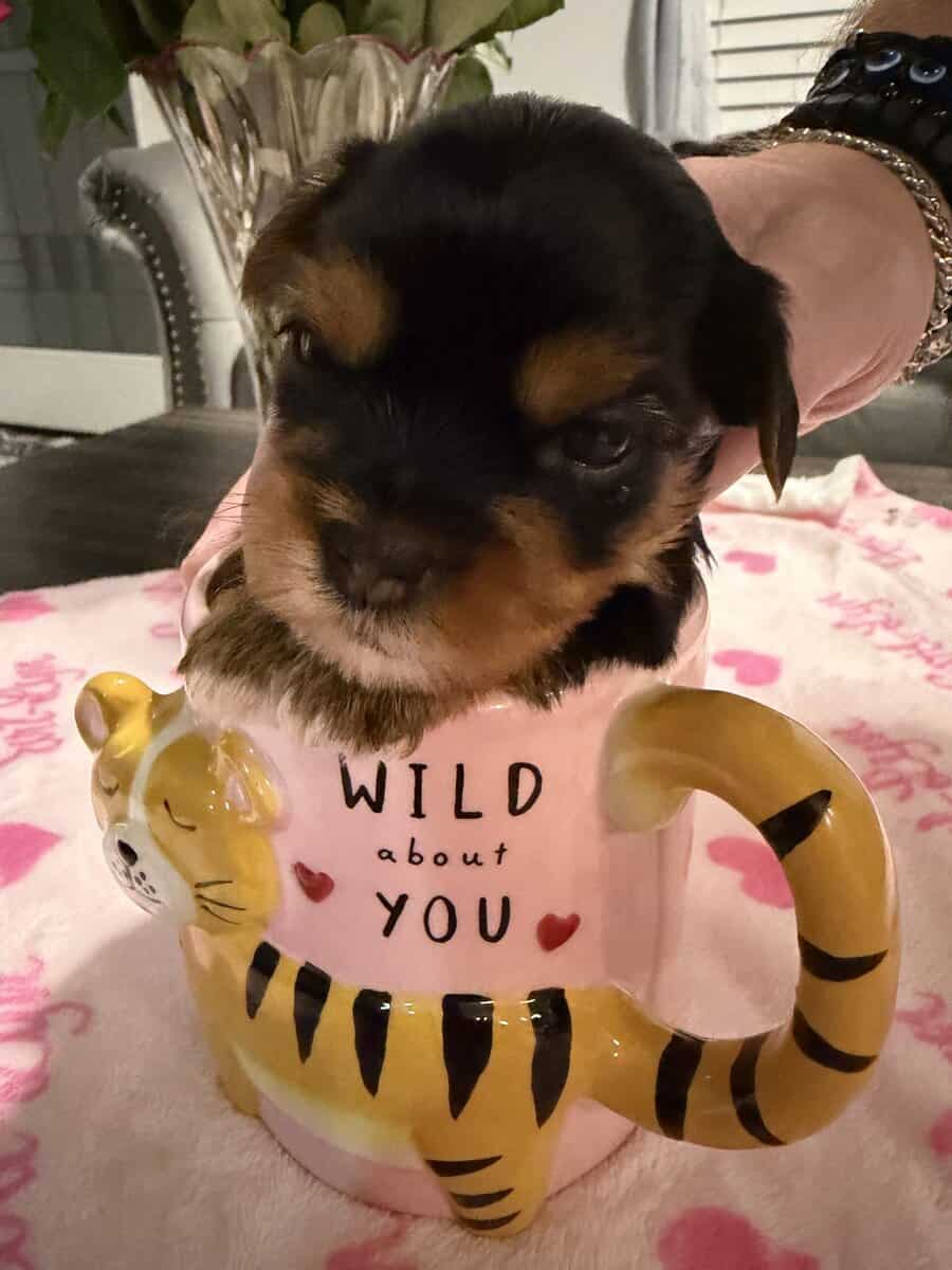 AKC Yorkies image 1