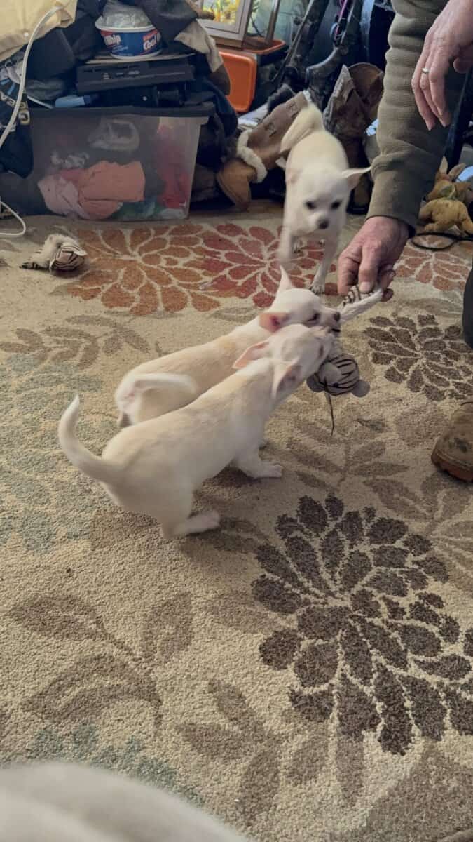 Chihia puppies image 6