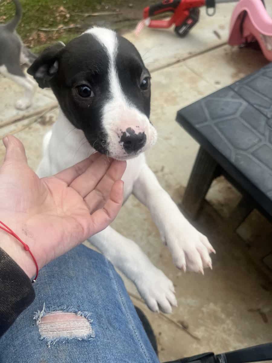 3 female putti mix puppies image 3