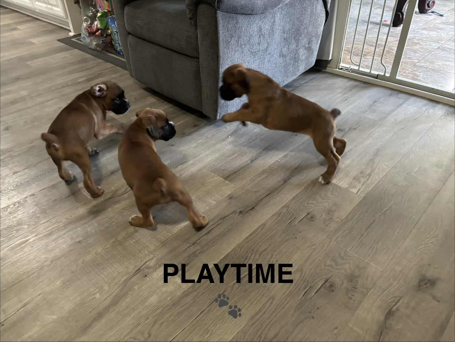 AKC BOXER PUPPY image 8