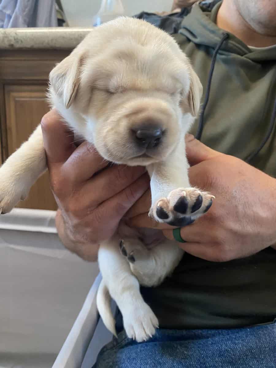 Lab Puppies For Sale image 3