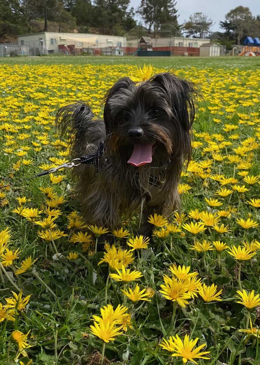 8 year old male terrier mix image 1