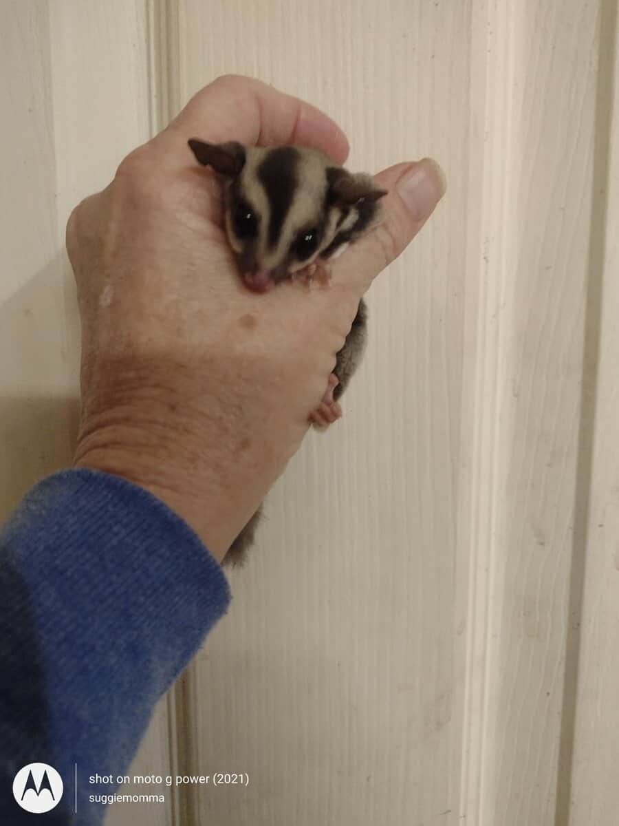 Sugar glider baby girl with lineage image 5