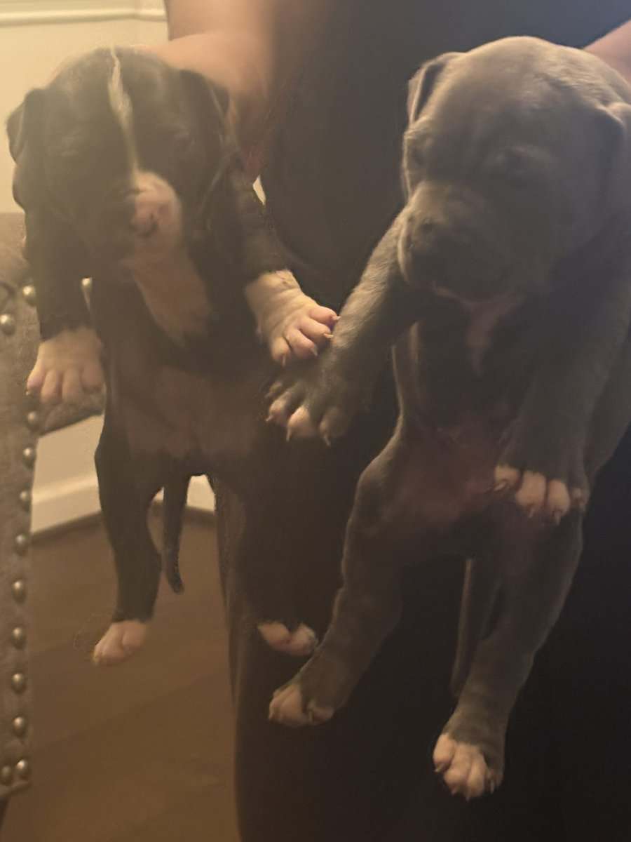 Pitbulls for Sale image 5