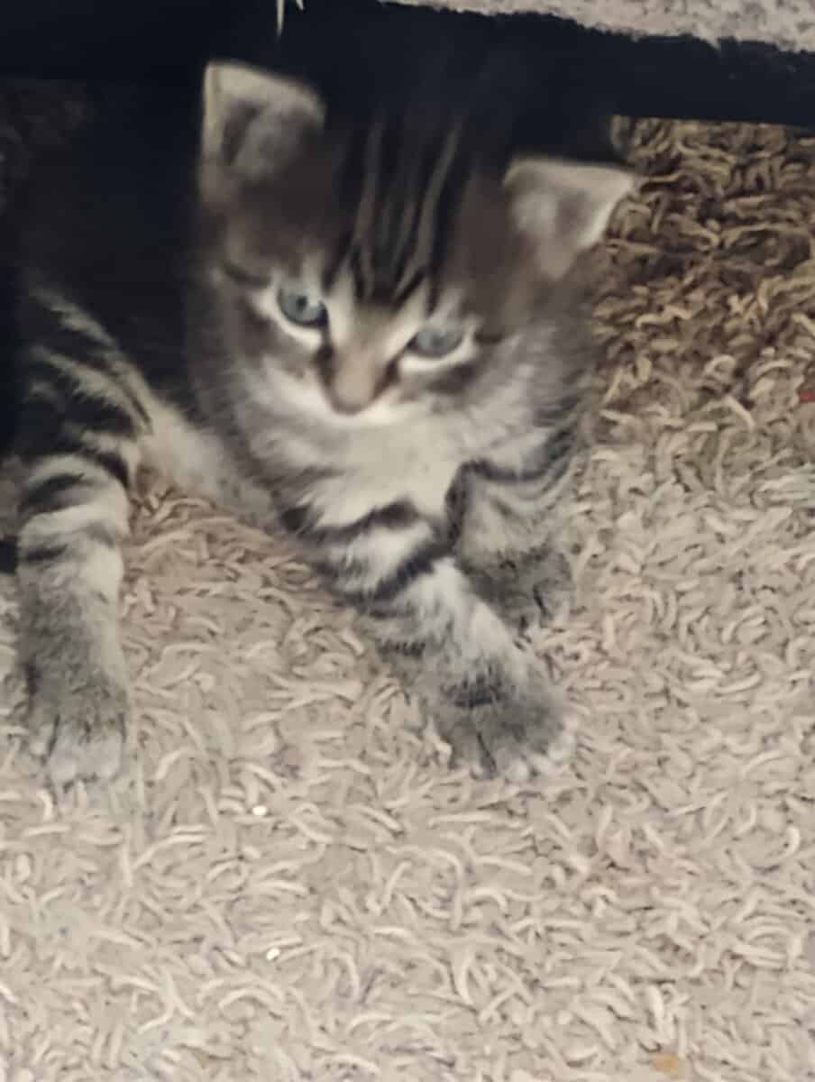 Free cats and kittens image 2