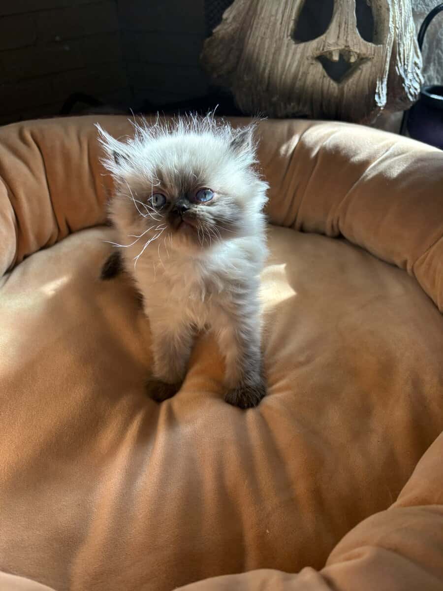 Persian kittens image 1