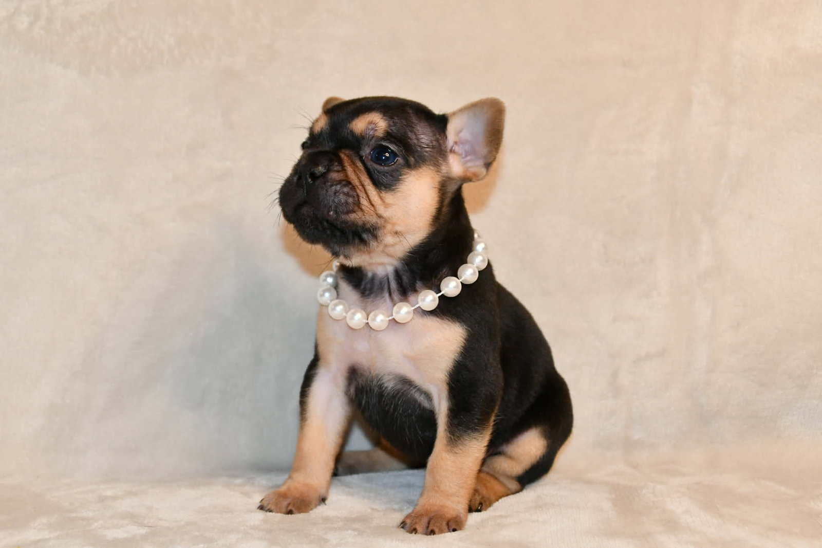 Litter of 6 for Sell - French Bulldogs image 5