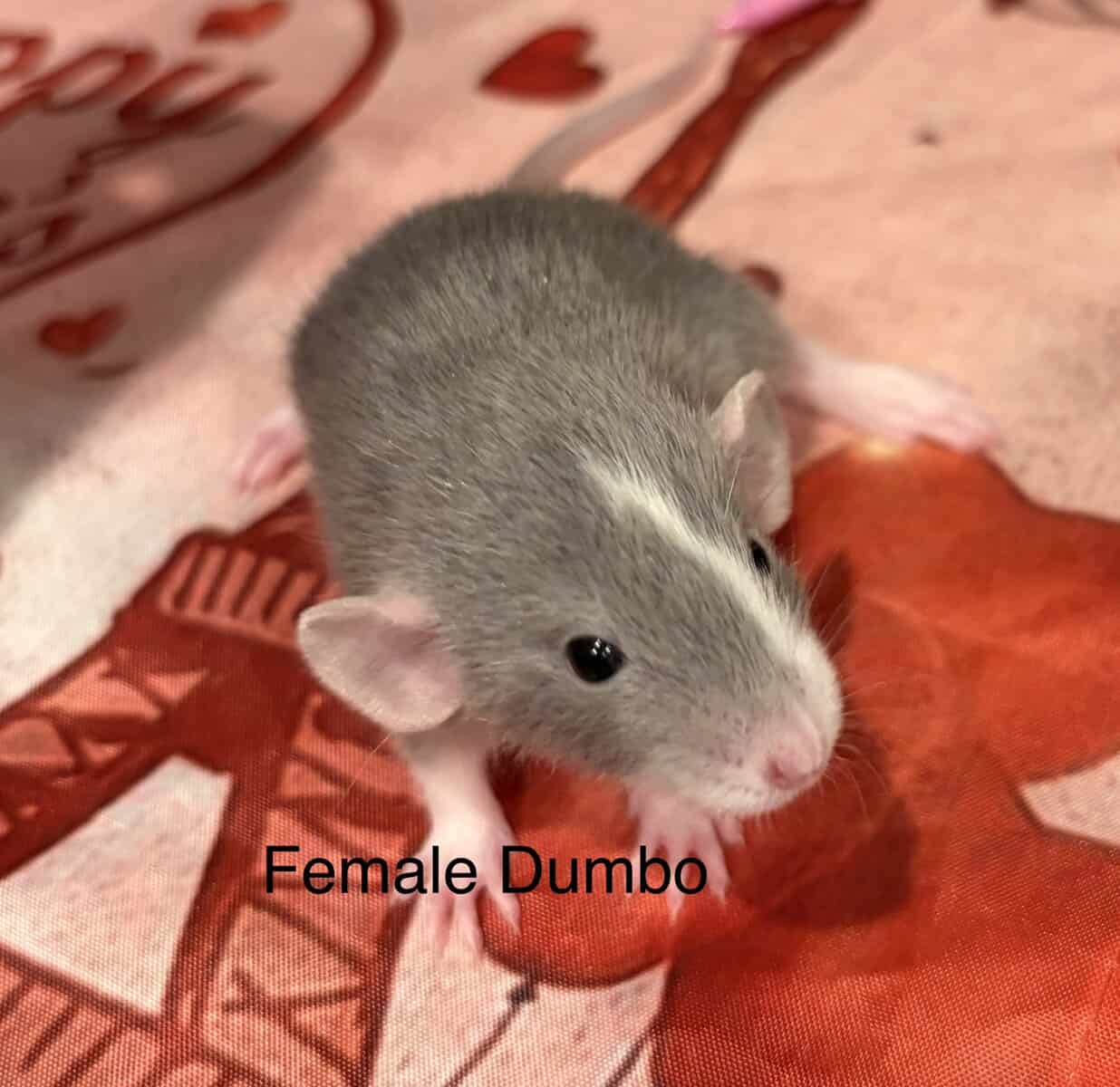 Fancy Rats! image 8