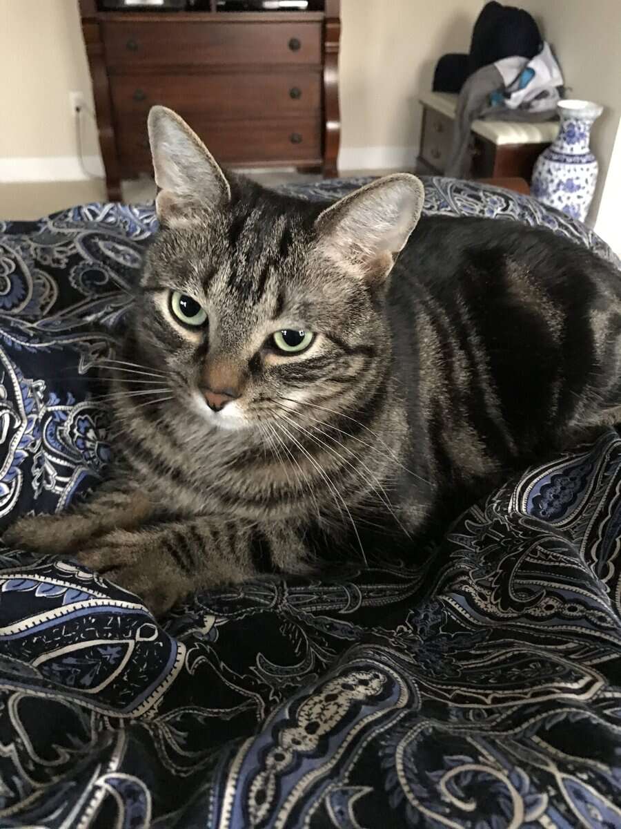 FREE Indoor Tabby Sisters image 2