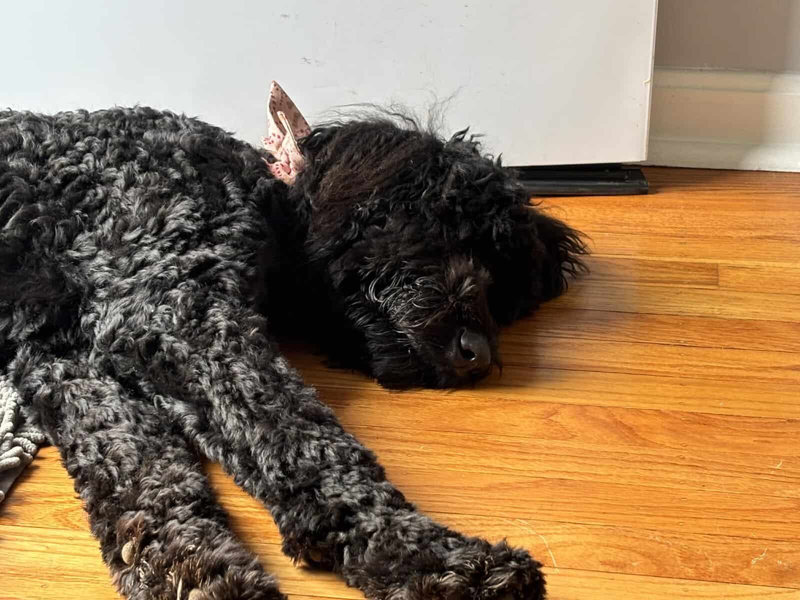 Great dog, we aren’t home enough for her. image 3
