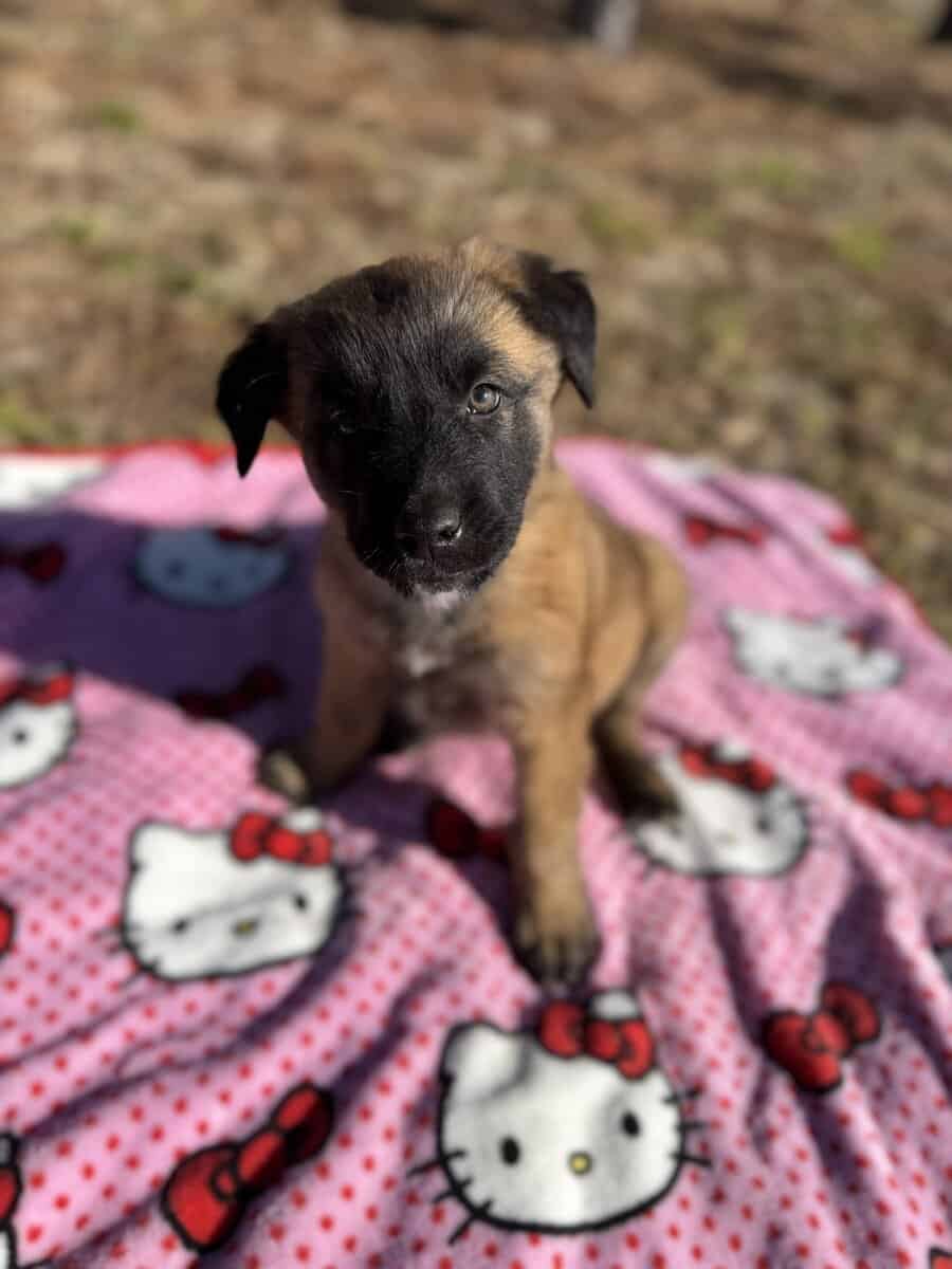 10 Anatolian Shepherd x Belgian Malinois Puppies image 2