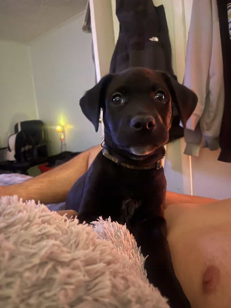 Black lab puppy image 4