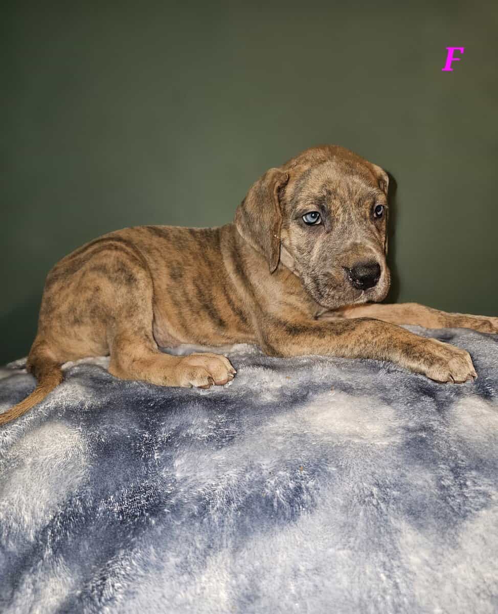 European Great Danes image 4