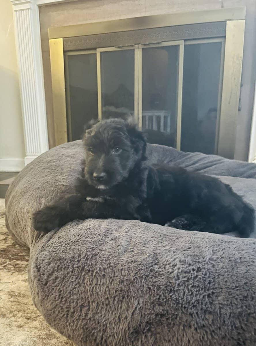 Tiny adorable Aussie doodle puppy image 6