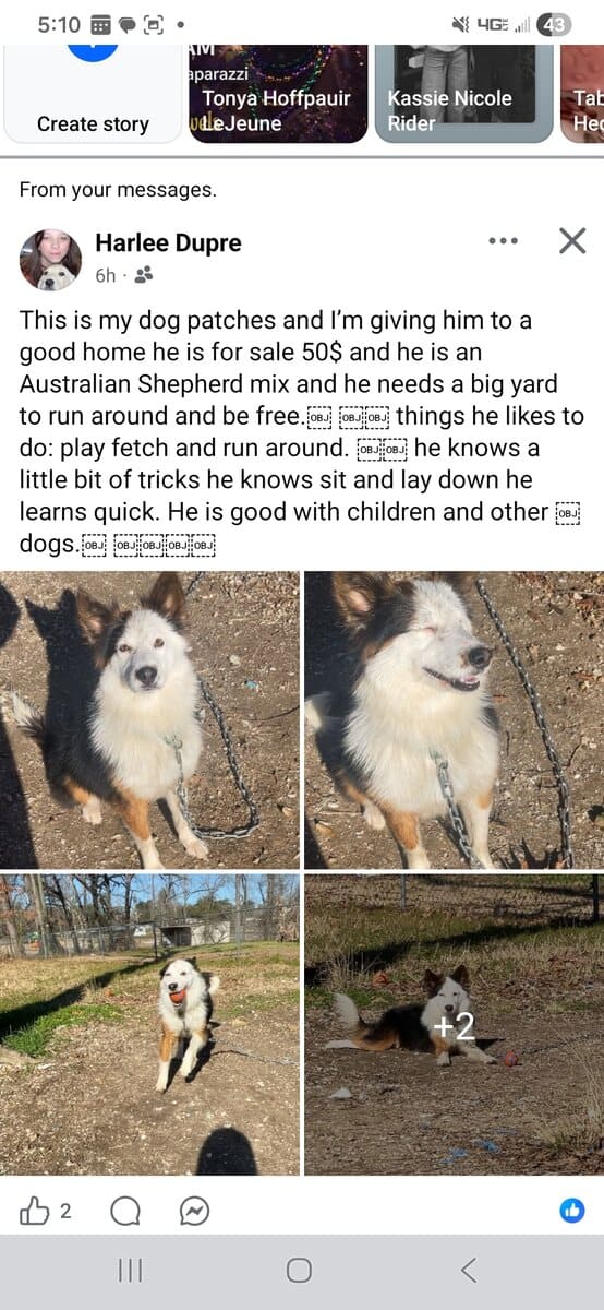 Australian shepherd mix image 2