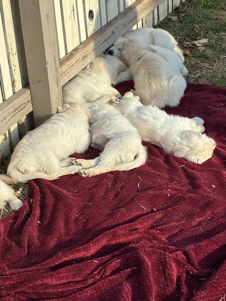 English Cream Golden Retrievers image 4
