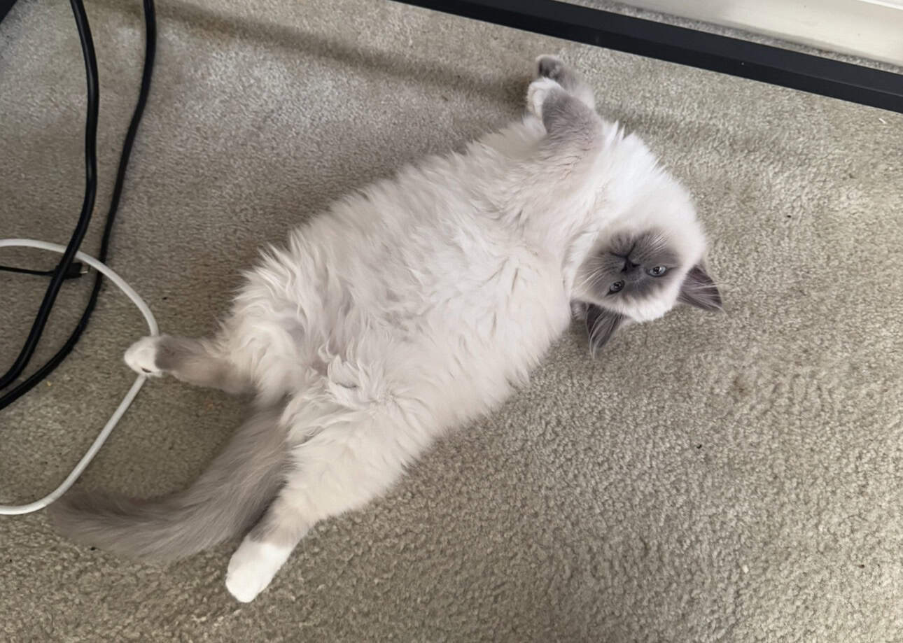 Purebred Ragdoll Cats for Sale – Kitten ($700) & A image 6