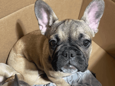 BEAUTIFUL FRENCHIE PUPS RE-HOMING