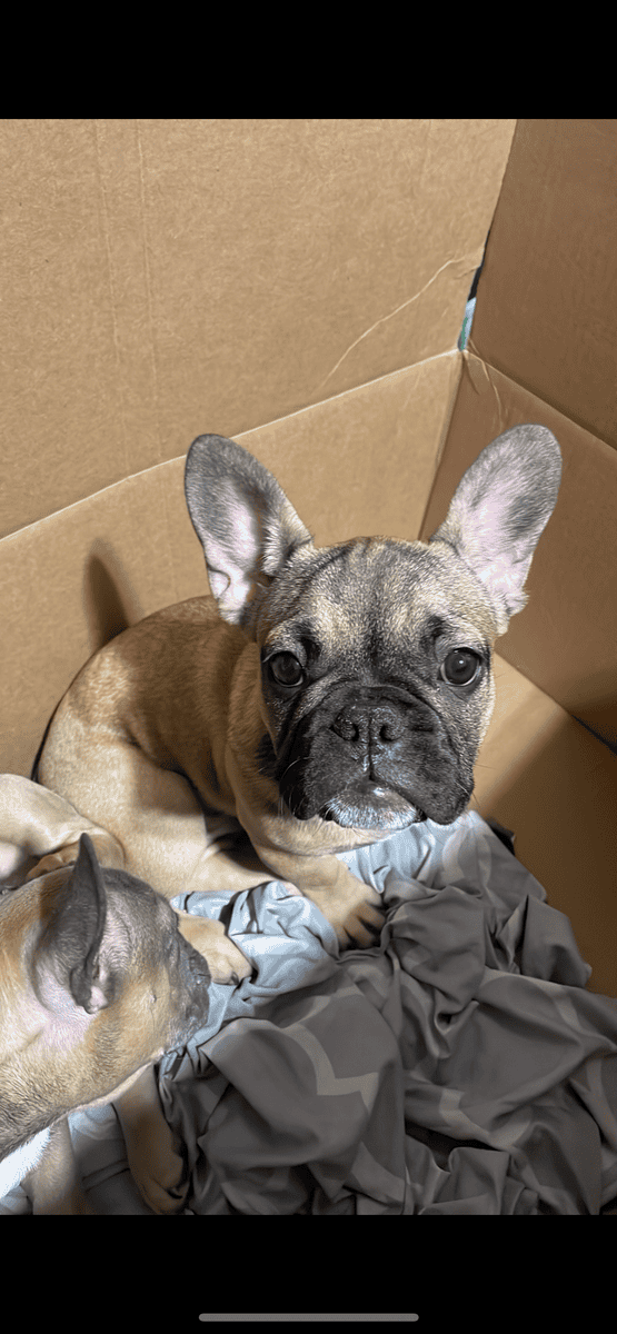 BEAUTIFUL FRENCHIE PUPS RE-HOMING image 1