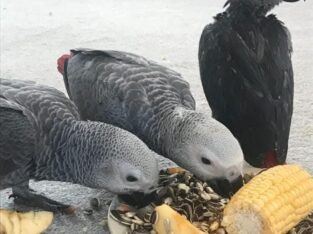 Talking African grey Parrots for adoption