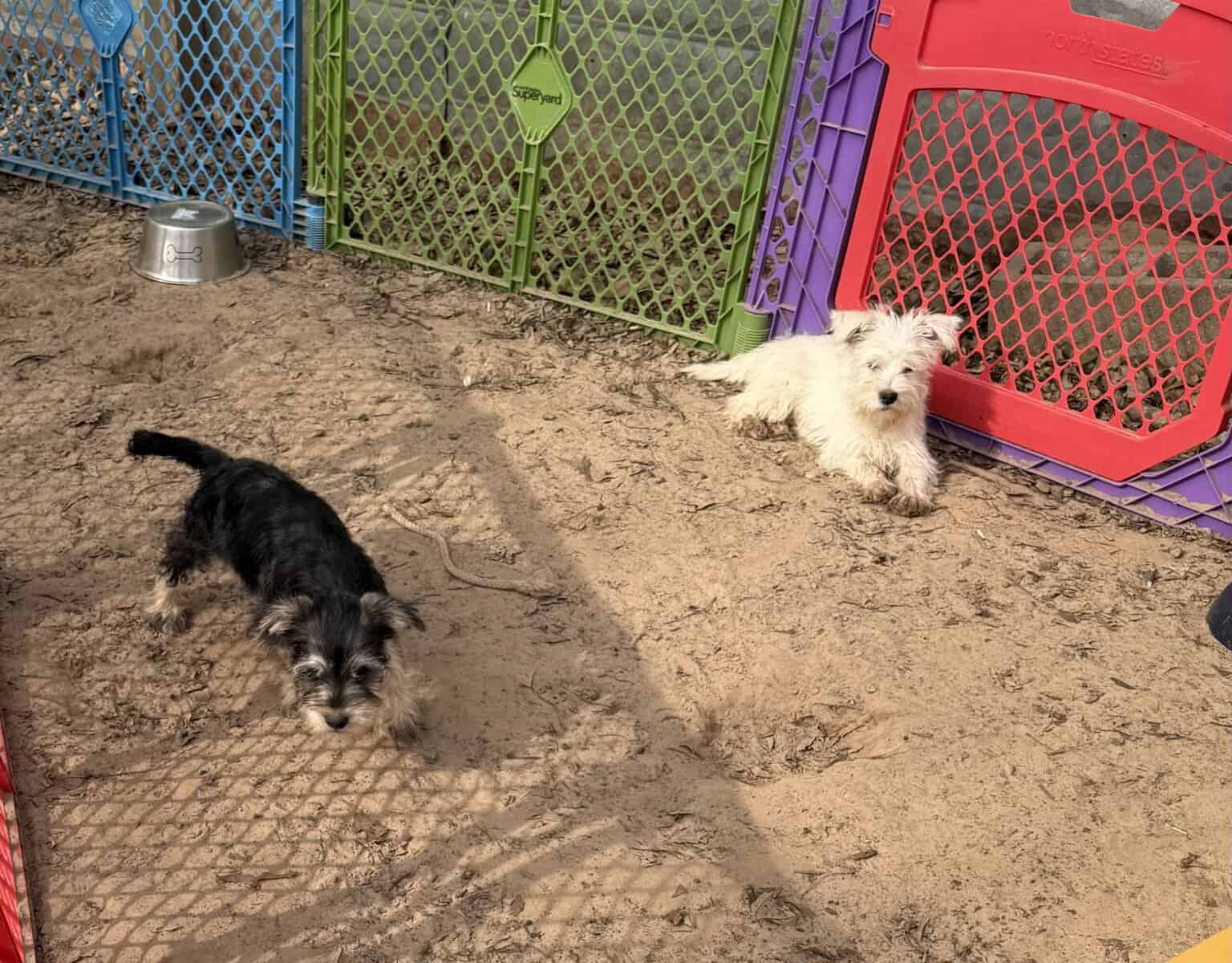 Miniature Female Schnauzer’s image 4