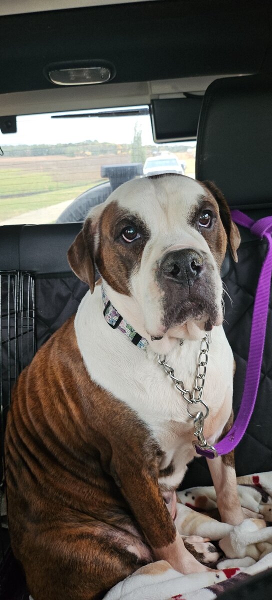 Adult American Bulldog For Sale image 2