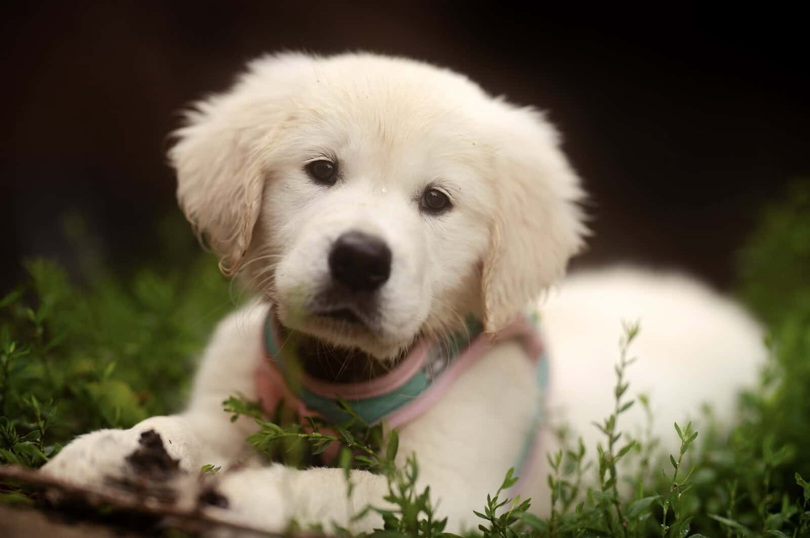 UPCOMING Litter of AKC English Golden Retrievers image 1