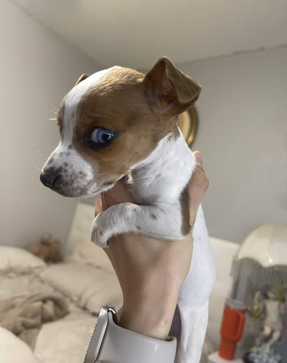Mini Piebald Dachshund image 4