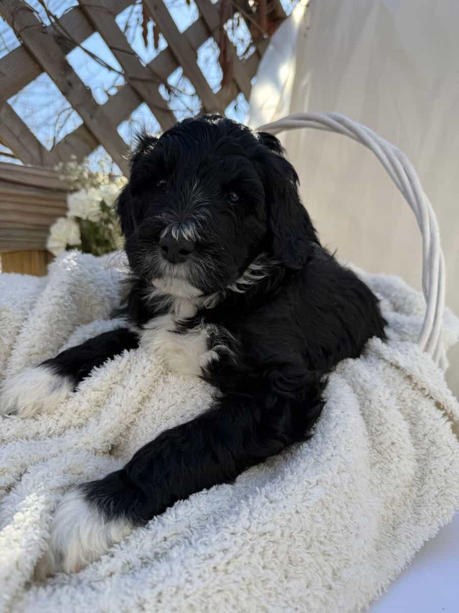 Portidoodle image 5