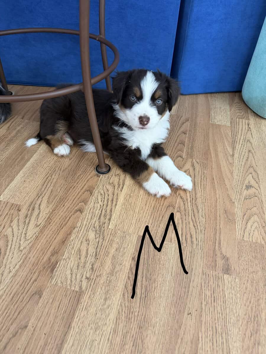 Mini Aussie puppies image 3