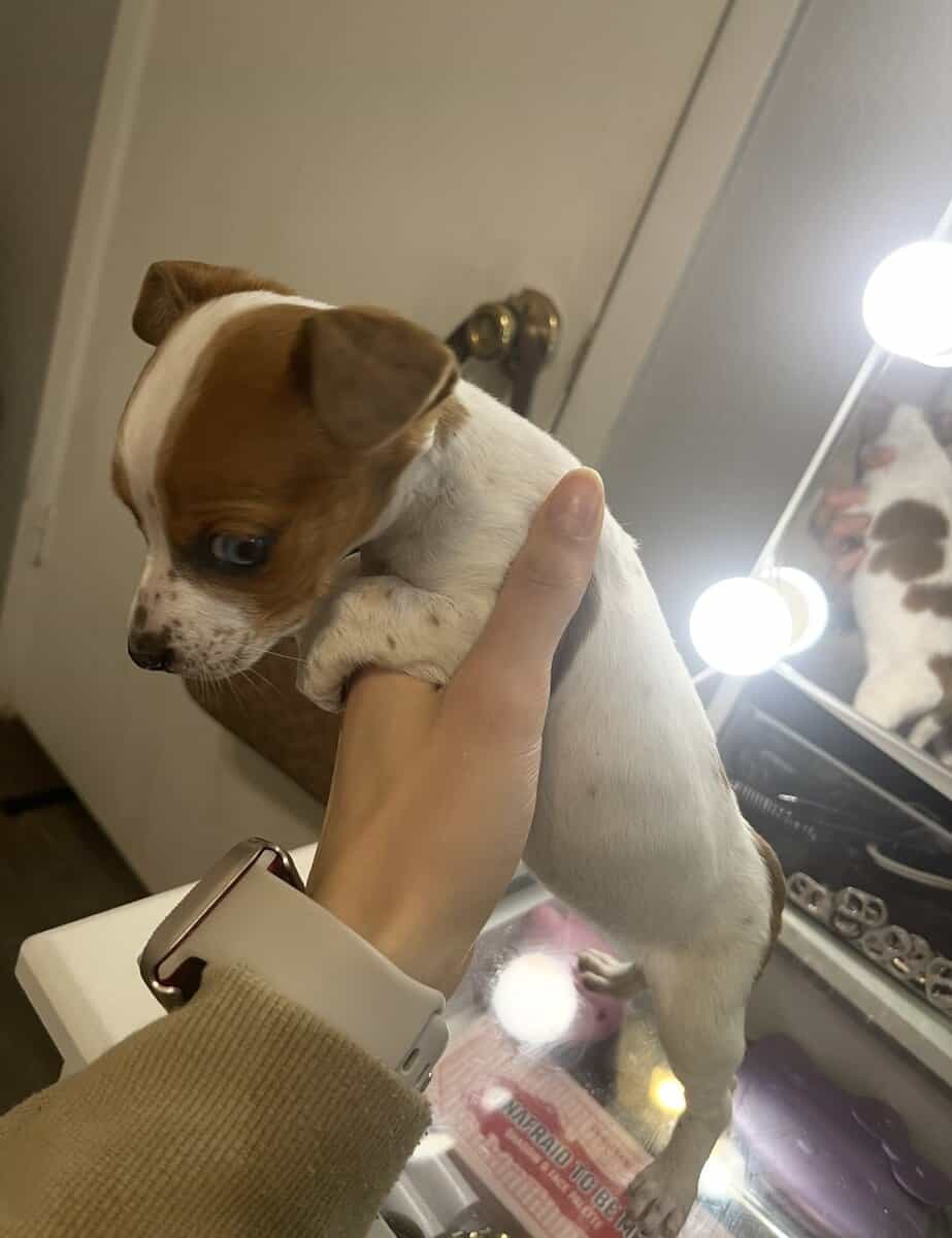 Mini Piebald Dachshund image 1