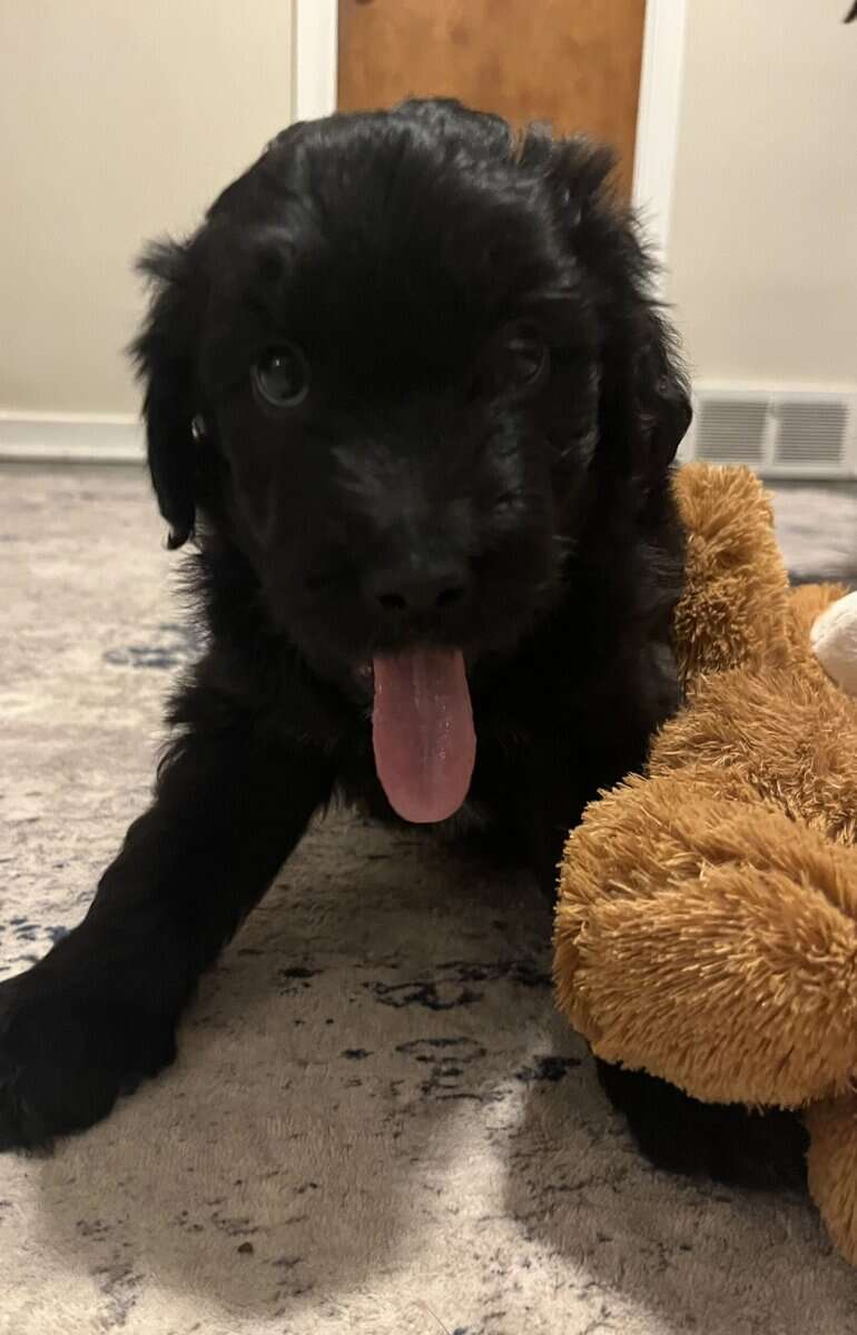 Tiny adorable Aussie doodle puppy image 4