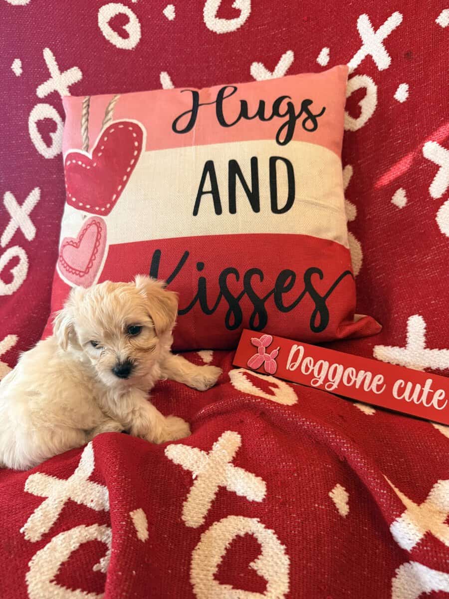 Puppies image 8