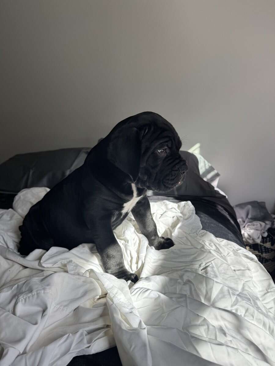 Cane Corso puppies for sale image 3