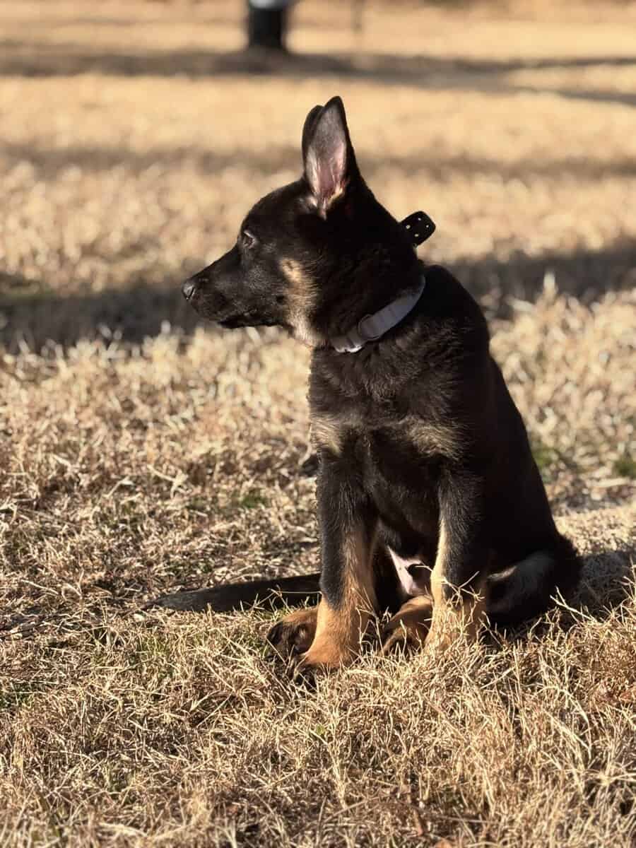 5month pure German Shepherd image 3