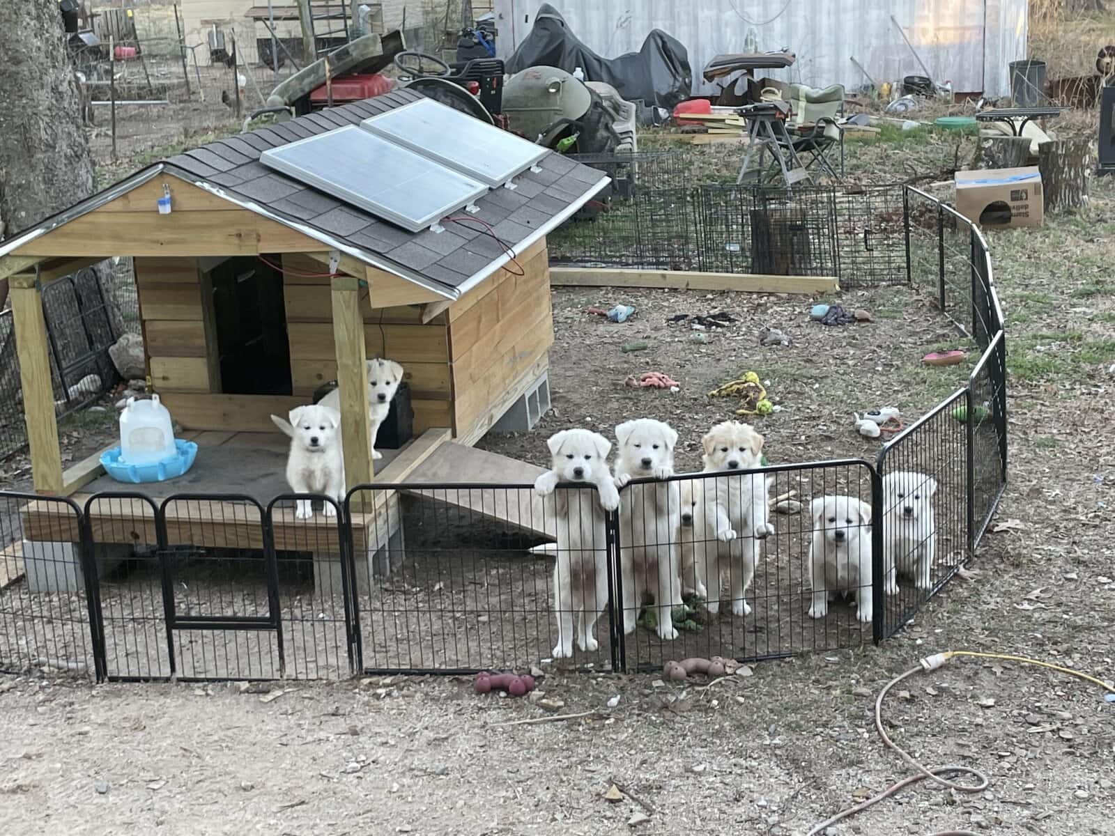 Great Pyrenees Mix puppies image 1