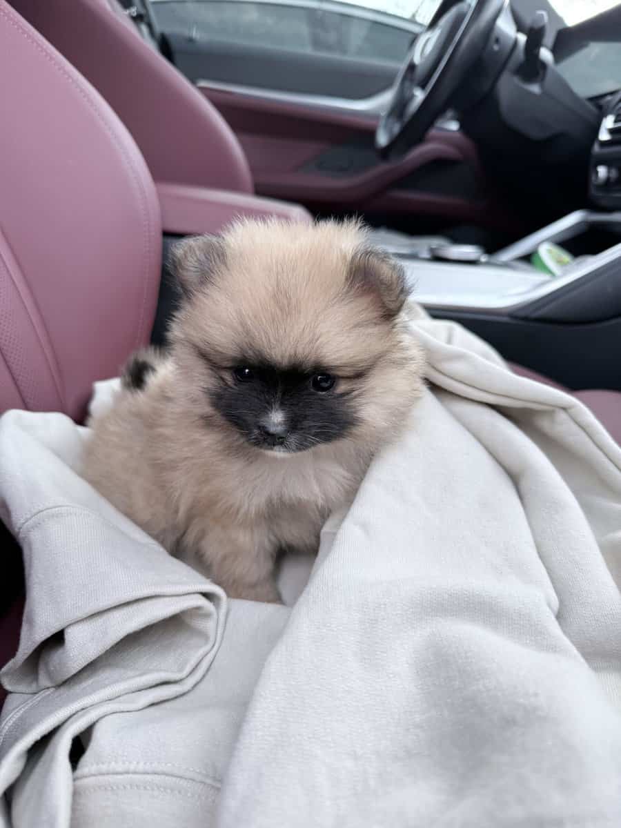Rehome a puppy purebred Pomeranian image 3