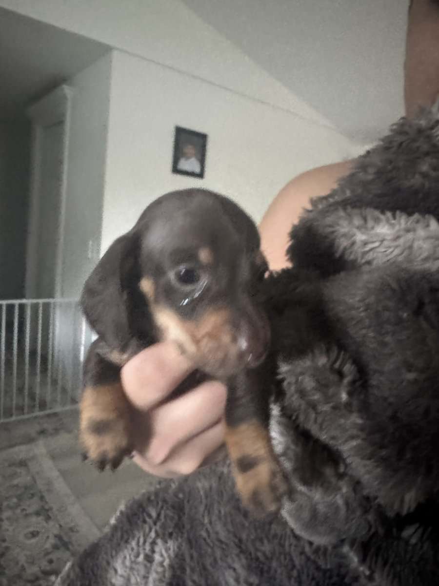 Mini dachshunds image 3