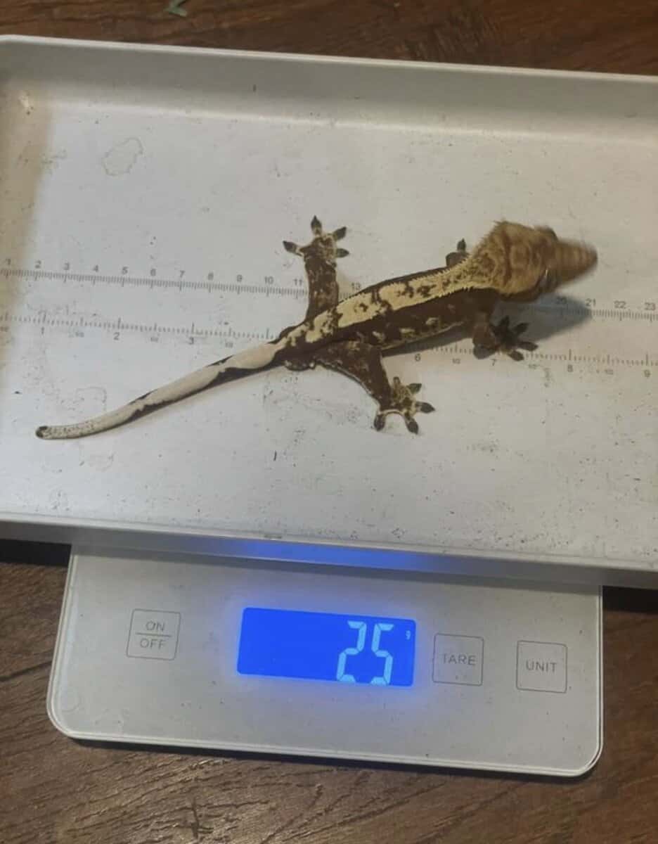 Red base male crested gecko image 4