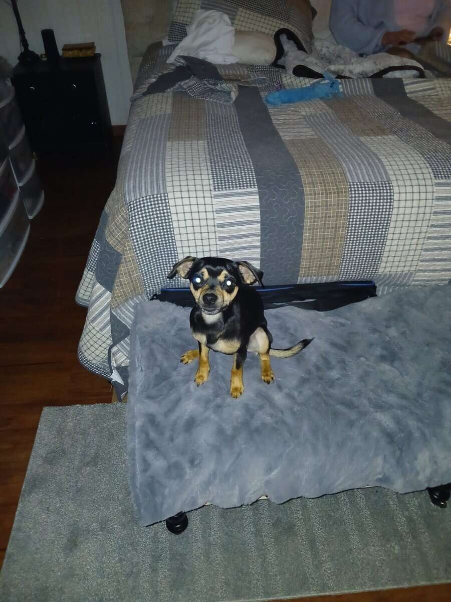 Puppy image 1