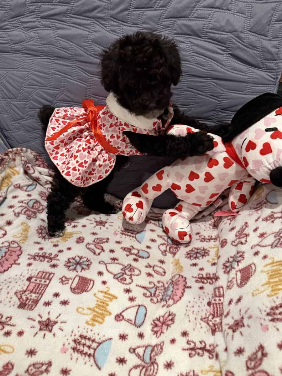 Mini Goldendoodles image 4