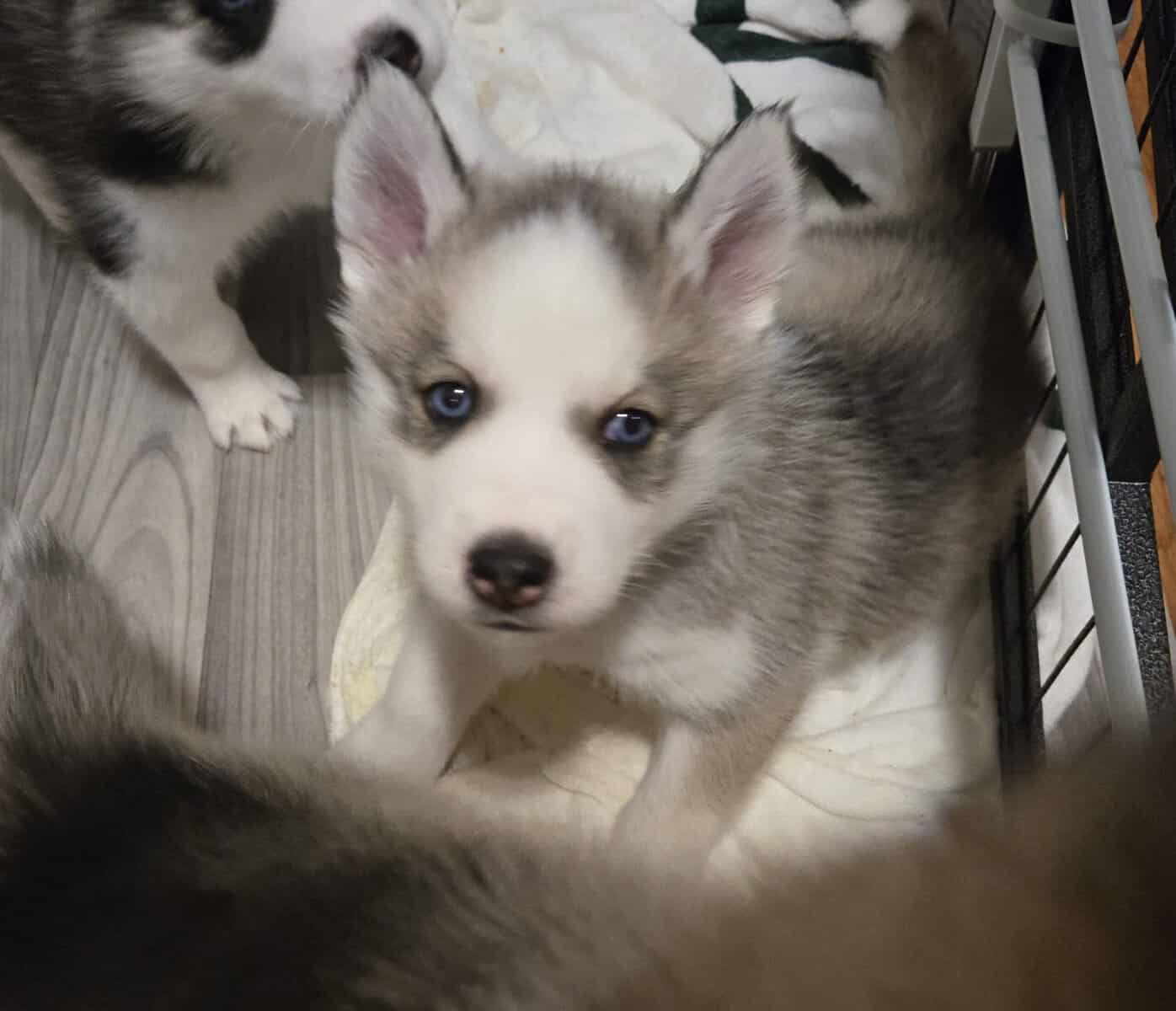 Siberian Husky Puppies image 10