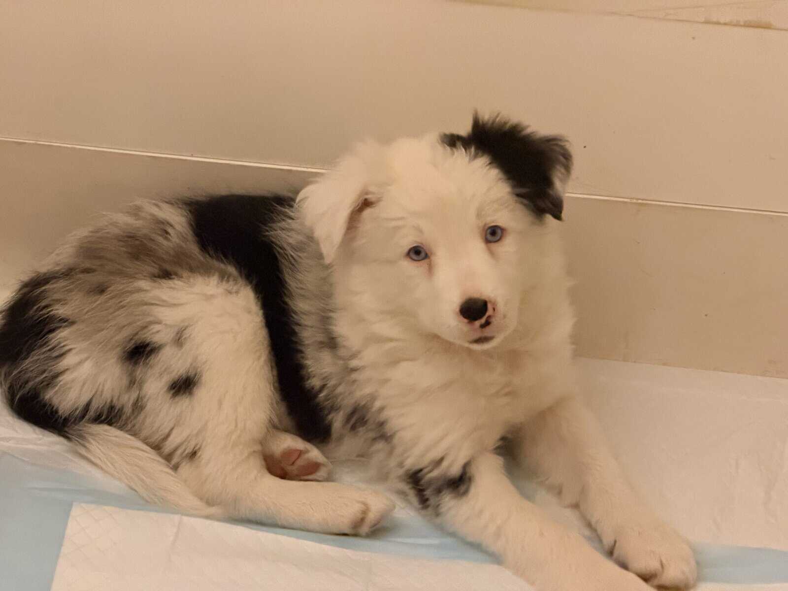 Border Collie Pups - READY NOW! image 4